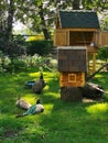 Peacock and peacocks on the grass in the park, next to a wooden house with a tiled roof for rabbits and a house for birds