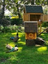 Peacock and peacocks on the grass in the park, next to a wooden house with a tiled roof for rabbits and a house for birds on a