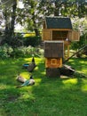 Peacock and peacocks on the grass in the park, next to a wooden house with a tiled roof for rabbits and a house for birds on a