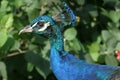 Peacock peafowl