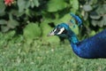 Peacock peafowl