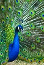 Peacock. peafowl. Beautiful spread of a peacock. beautiful peac