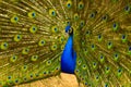 Peacock. peafowl. Beautiful spread of a peacock. beautiful peac