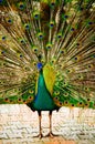 Peacock. peafowl. Beautiful spread of a peacock. beautiful peacock bird. A beautiful male peacock with expanded feathers Royalty Free Stock Photo