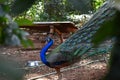 Peacock or peafowl national bird of india Royalty Free Stock Photo
