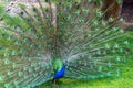 Peacock, Peafowl or Pavo cristatus. Indian peafowl adult male bird performing it\'s display. Royalty Free Stock Photo