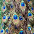 Peacock peafowl tail feather eye pattern blue gold green Royalty Free Stock Photo