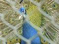 Peacock Peafowl in zoo behind the net Royalty Free Stock Photo