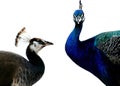 Peacock and Peahen Royalty Free Stock Photo