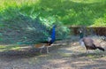 Peacock and peahen courting Royalty Free Stock Photo