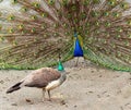 Peacock and peahen during courting ritual Royalty Free Stock Photo