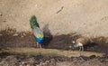 A peacock and a Peahen drinking water at a lake Royalty Free Stock Photo
