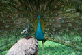 Peacock and peahen Royalty Free Stock Photo