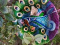 Peacock Peekaboo in Plants