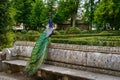 Peacock perched on a bench in a public park with lush vegetation. Aranjuez Royalty Free Stock Photo