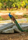 Peacock perching on a rock Royalty Free Stock Photo