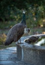 Peacock perching on stone Royalty Free Stock Photo
