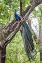Peacock Royalty Free Stock Photo