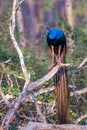 Peacock perching on a tree Royalty Free Stock Photo