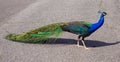 Peacock pheasant Galliformes the tail is lush Royalty Free Stock Photo