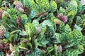 Peacock plant or calathea makoyana colorful nature background in garden top view