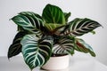 Peacock Plant Calathea Makoyana In A White Pot On A White Background. Generative AI