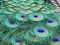 Peacock plumage close up