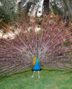 Peacock Plumage, Dancing