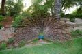 Peacock Plumage, Dancing