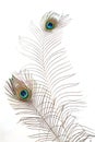 Peacock plume Royalty Free Stock Photo