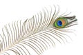 Peacock plume Royalty Free Stock Photo