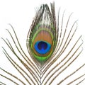 Peacock plume Royalty Free Stock Photo