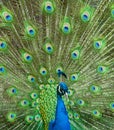 Peacock plume Royalty Free Stock Photo