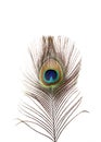 Peacock plume on white Royalty Free Stock Photo