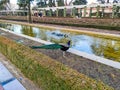 Peacock in a pond in El Retiro park in Madrid, in Spain. Europe. Royalty Free Stock Photo