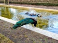 Peacock in a pond in El Retiro park in Madrid, in Spain. Europe. Royalty Free Stock Photo