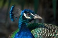 Peacock portrait Royalty Free Stock Photo