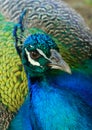 Peacock portrait