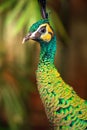 Peacock portrait Royalty Free Stock Photo