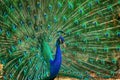 Peacock portrait Royalty Free Stock Photo