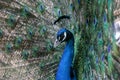 Peacock portrait Royalty Free Stock Photo