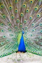 Peacock portrait. Beautiful colourful peackock feather Royalty Free Stock Photo