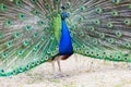 Peacock portrait. Beautiful colourful peackock feather Royalty Free Stock Photo