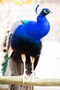 Peacock portrait. Beautiful colourful peackock feather Royalty Free Stock Photo