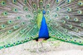 Peacock portrait. Beautiful colourful peackock feather Royalty Free Stock Photo