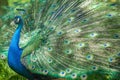 peacock portrait. beautiful tail, gorgeous bird