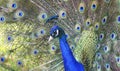 Peacock portrait close-up with his beautiful tail on the background Royalty Free Stock Photo