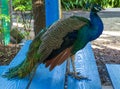 Peacock portrait close up, majestic exotic bird, tropical bird background