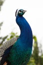 Peacock Portrait Royalty Free Stock Photo