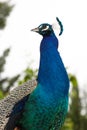 Peacock Portrait Closeup Royalty Free Stock Photo